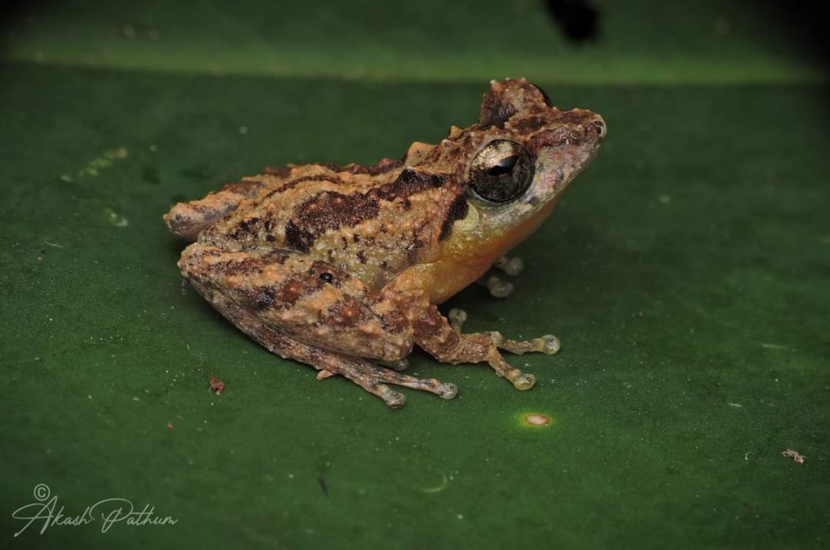 Pseudophilautus nemus Megaskumbura & Manamendra-Arachcchi, 2005